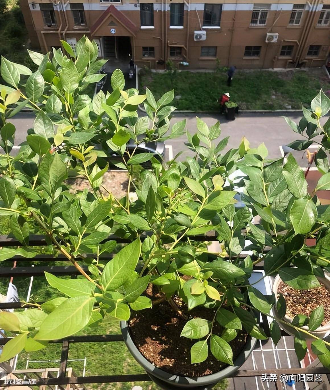 蓝莓好种植吗(很多网友买蓝莓树在家能养活但不结果)-图片8